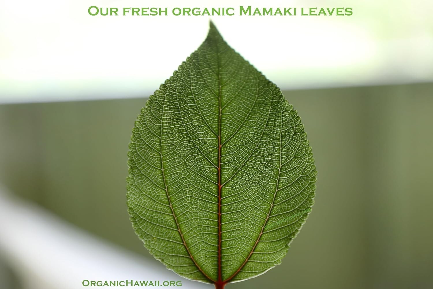 Organic Hawaii MAMAKI Whole Leaves for Tea FRESHLY DRIED Resealable Bag 9g /.3oz