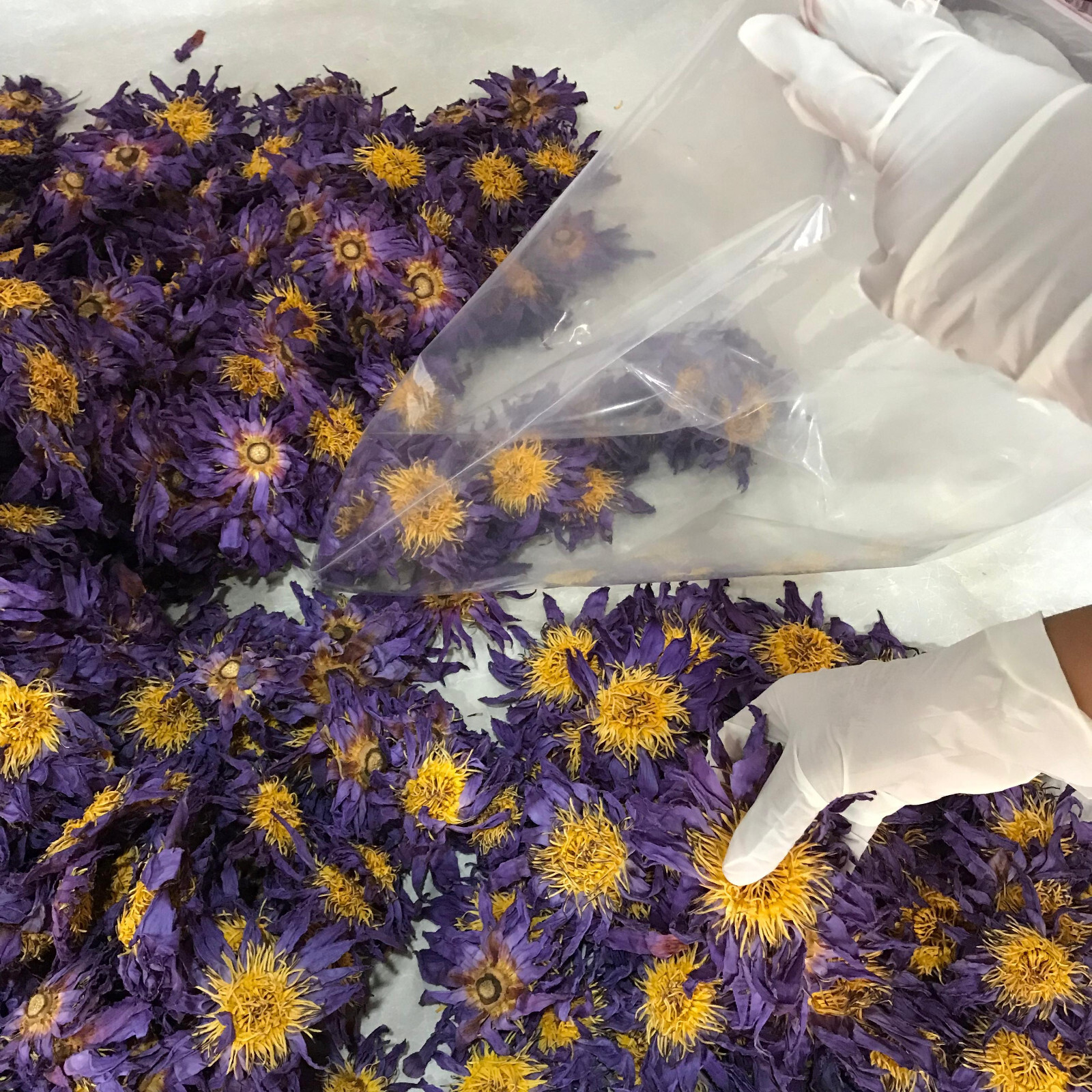 Blue Lotus Nymphaea Caerulea 100% Organic Hand Picked Pure Dried Flowers Tea