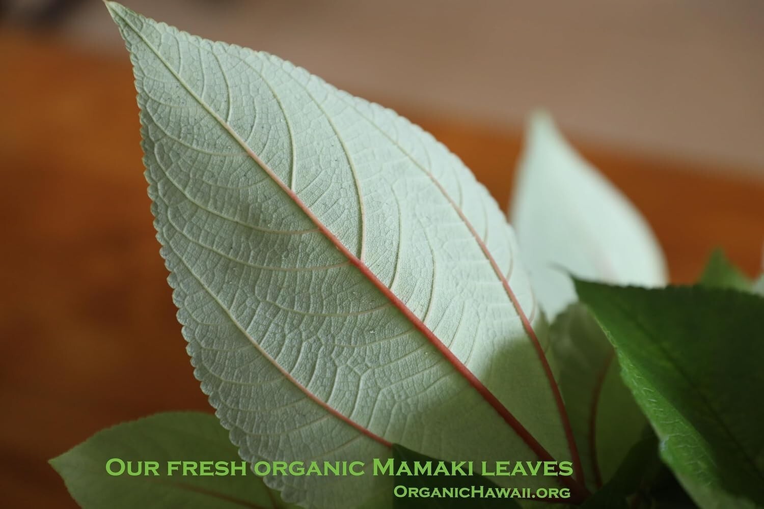 Organic Hawaii MAMAKI Whole Leaves for Tea FRESHLY DRIED Resealable Bag 9g /.3oz