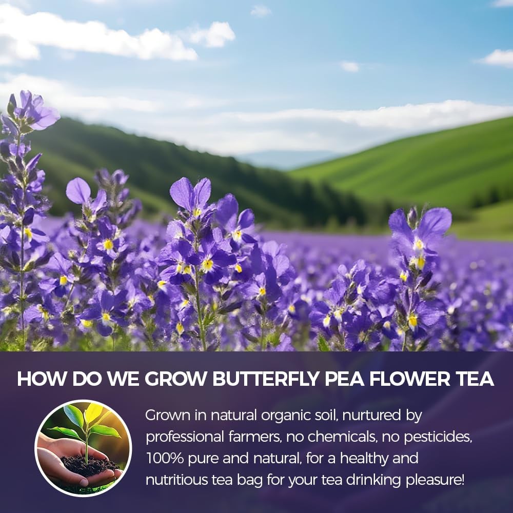 Butterfly Pea Flower Tea 4.8 oz 200+ Cups Dried Butterfly Pea Flowers Loose …