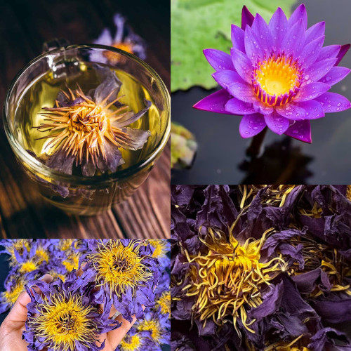 Blue Lotus Flower Dried Organic Flowers (Nymphaea Caerulea) Egyptian Tea
