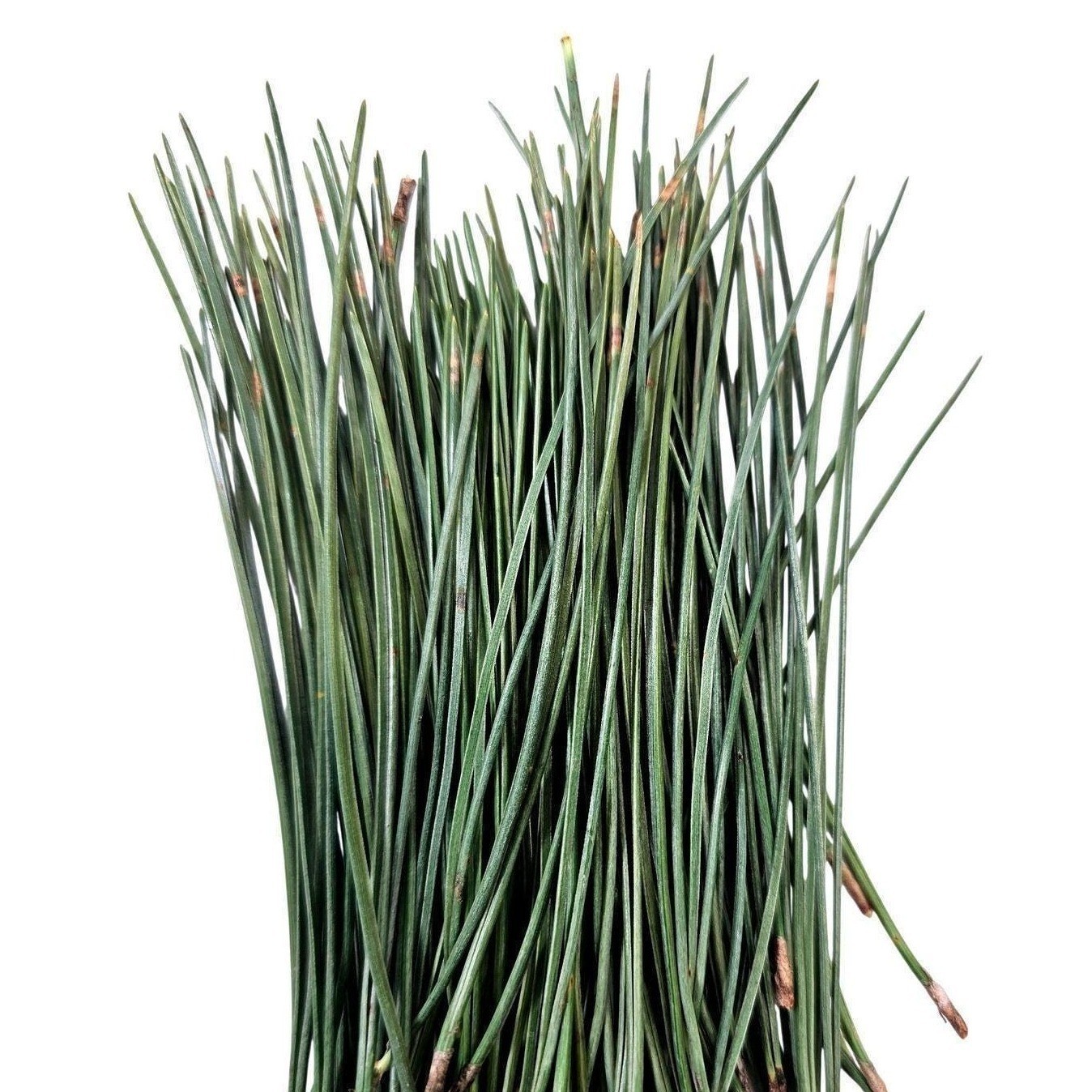 Fresh Eastern White Pine Needles Tea Crafts Aromatic Natural Foraged Bundle 6oz