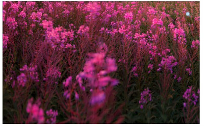 Epilobium Parviflorum Herbal Tea Willowherb smallflower Eco cert.