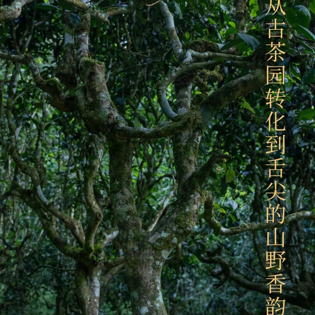 Pu-Erh tea,Rainforest Ancient Tree Tea,2021,班盆Banpan,357g,Raw