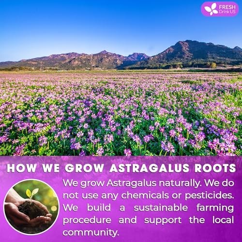 75 Astragalus Root Tea Bags Natural Herbal Caffeine-Free Vegan Gluten-Free