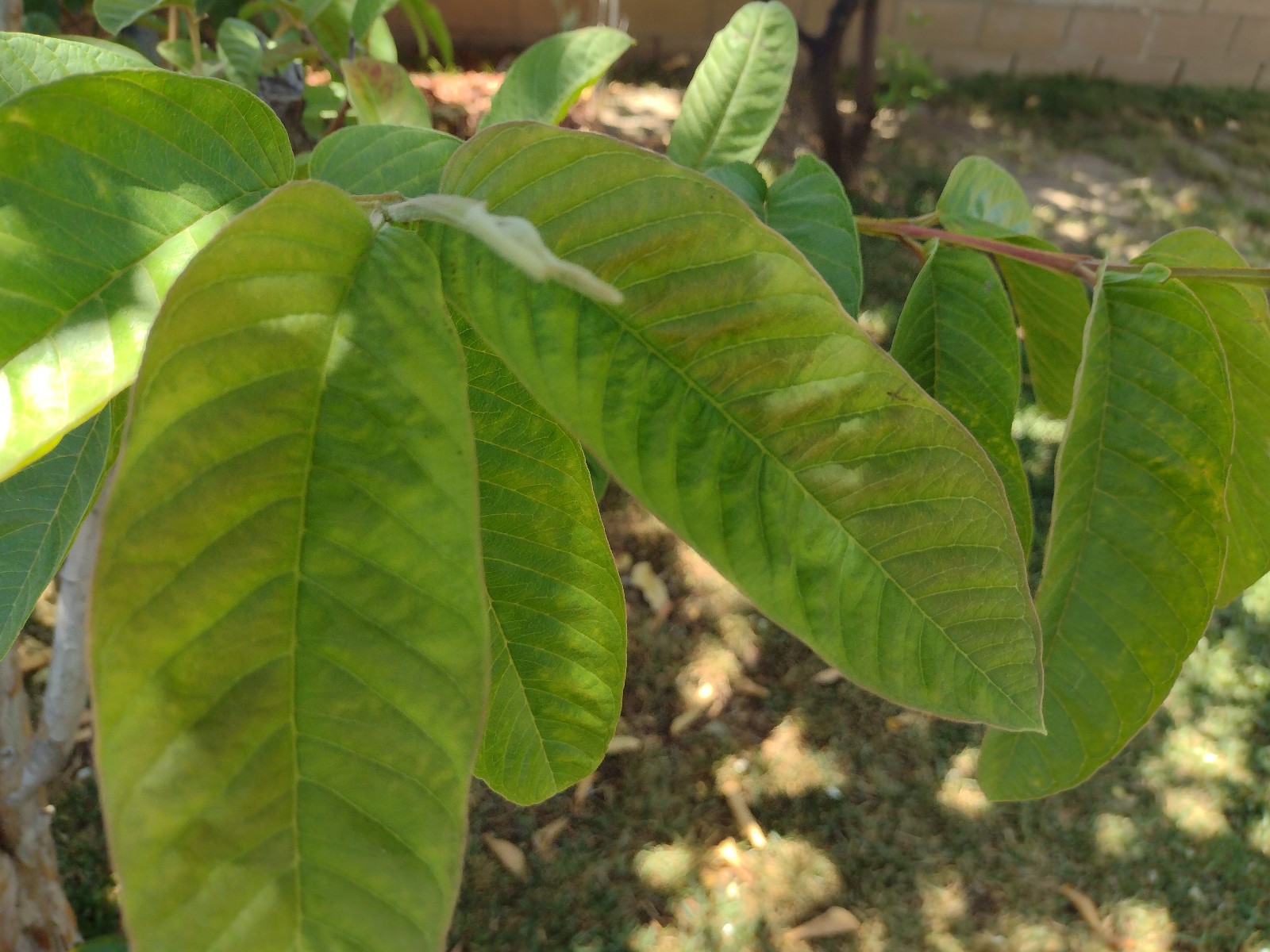 Pk of 40 fresh picked Guava Leaves for teas & infusion! FLAT SHIPPING READ