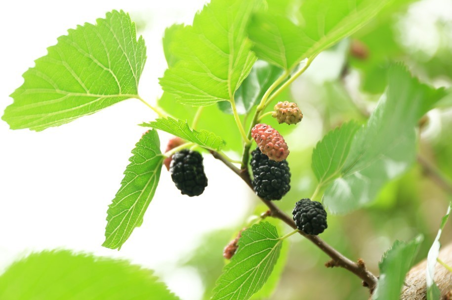 Blood Sugar Support Mulberry Leaf Powder 50g Pure Kuwa no Ha Tea Matcha Mixer