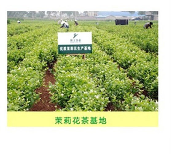 Jasmine Flower Tea Early Spring Organic Premium Blooming Herbal Tea 50g