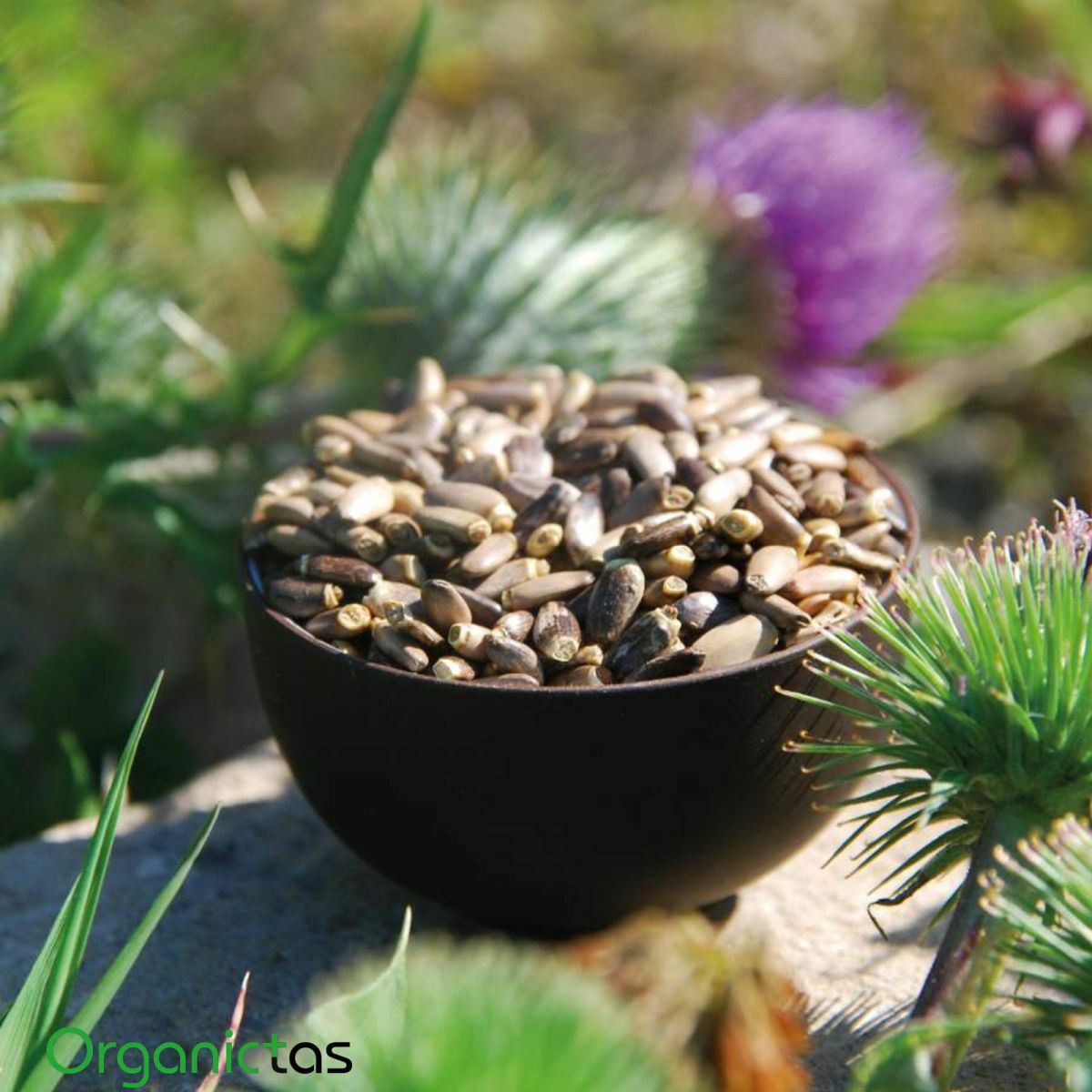 MILK THISTLE SEEDS – Organic for Tea Silybum Marianum Natural Detox 50g-400g BIO