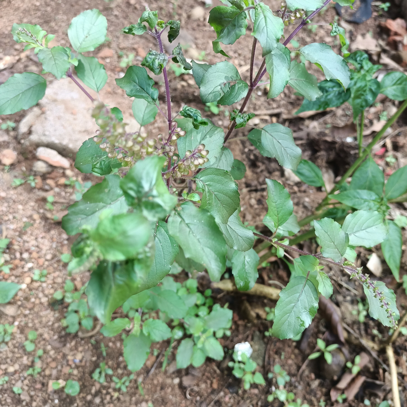 Sun Dried Holy Basil Whole Plant Ocimum Tenuiflorum Tulsi 200gOrganic Herbal Tea