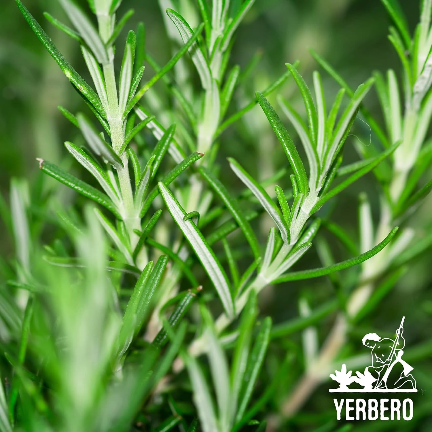 Yerbero – Premium Loose Whole Rosemary Dried Leaves Tea 2oz (58gr) | Hoja De