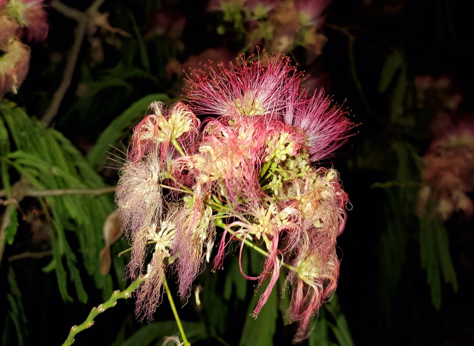 Albizia Julibrissin Mimosa Flower Dried Pink Blossoms Tea Herb Brew Organic