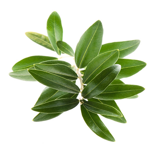 Olive Leaf – Olea europaea Loose Leaf from 100% Nature, Greece Import,