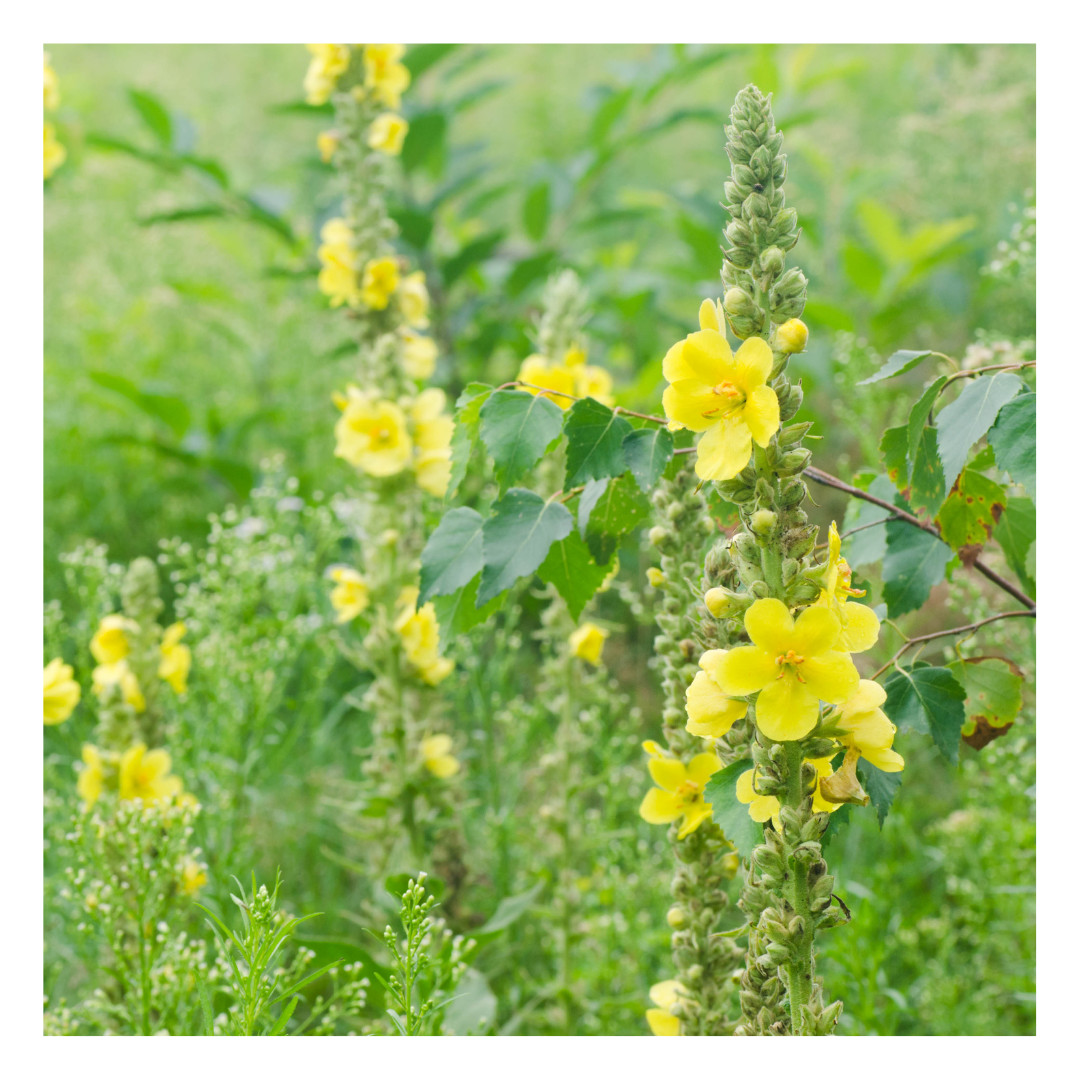 Mullein Leaf 100% Pure Organic Dried Cut and Sifted (Verbascum Thapus)