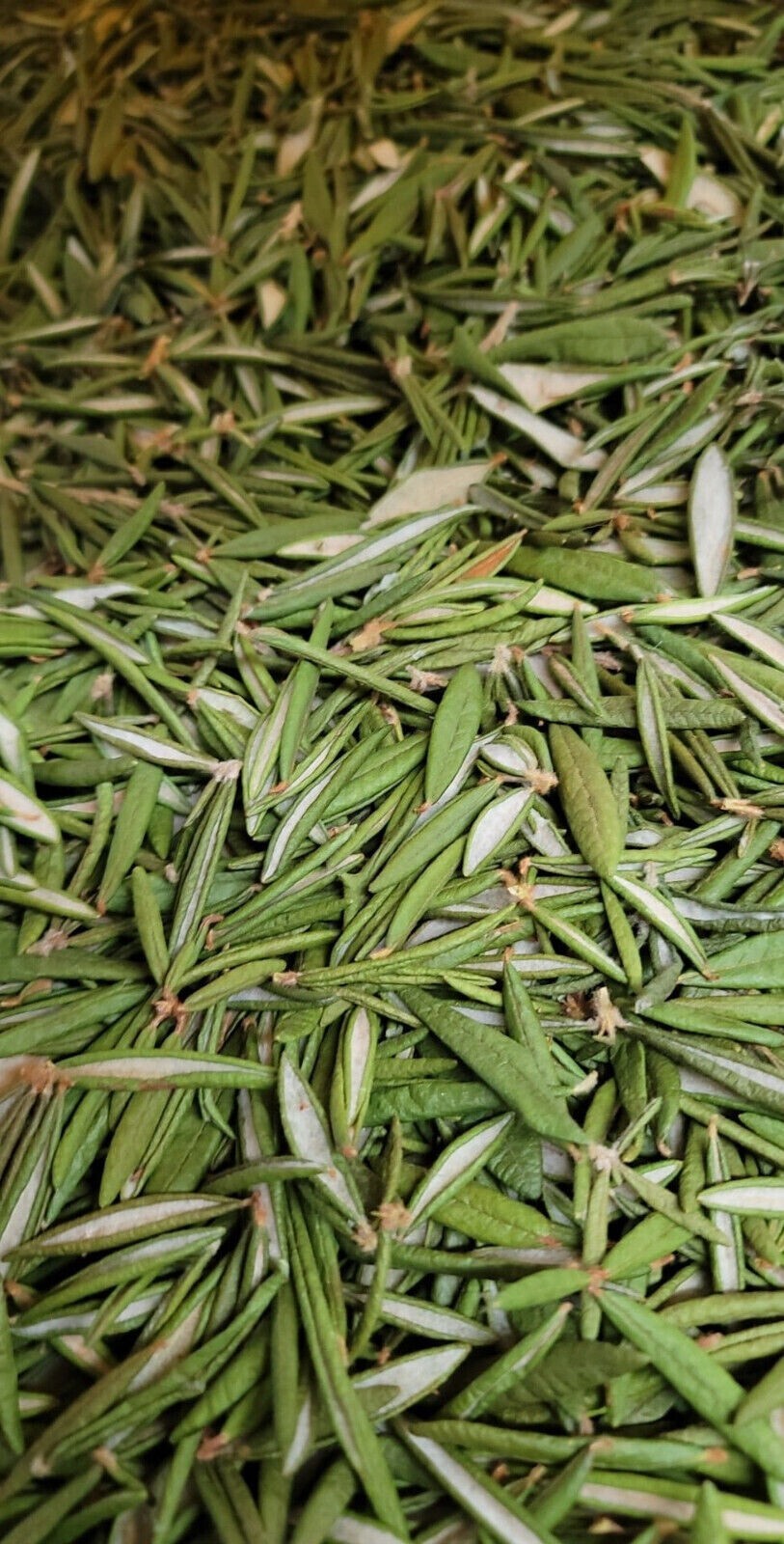 Labrador Tea, All Natural from Quebec, Canada, 2 bag of 100 gram (Total 200gr)