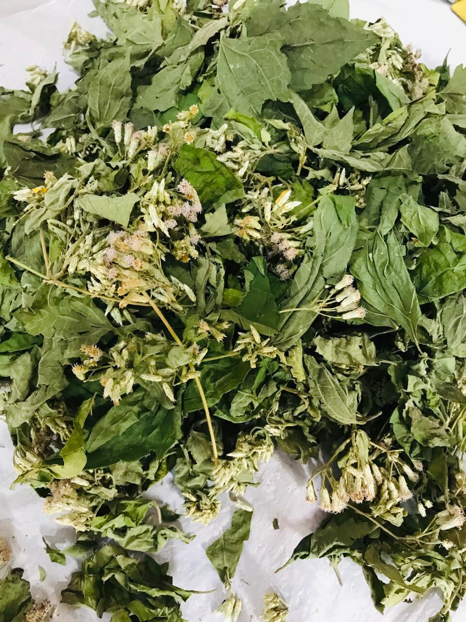 Dried Mexican Dream Herb Calea Zacatechichi Organic Herbal Ceylon Tea