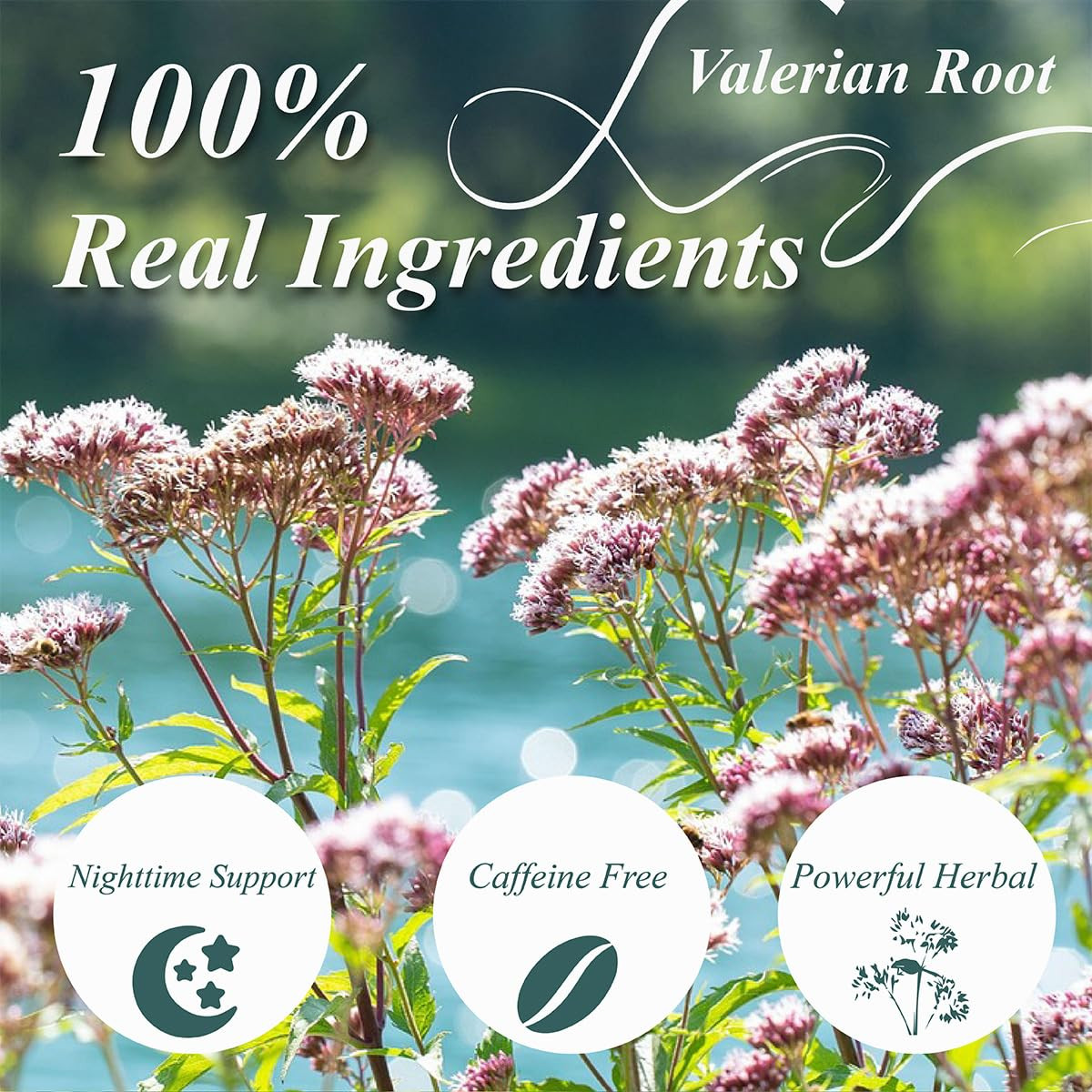 Valerian Root Tea Bags, Made with Pure Valerian Root (Valeriana), 50 Count Earth