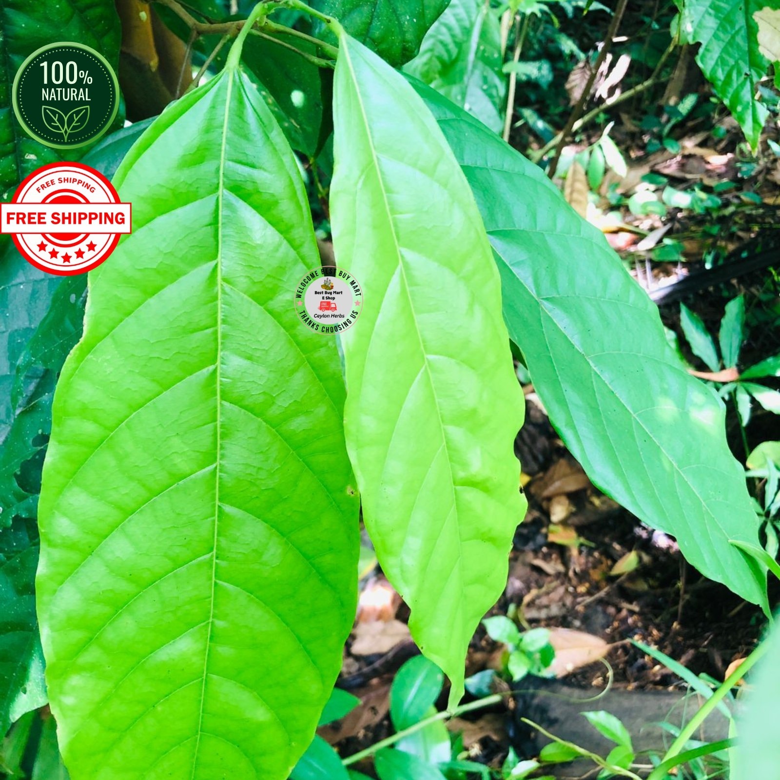 Organic Cocoa Leaf Powder Pure Natural Theobroma Cacao 50g–500g from Ceylon Pure