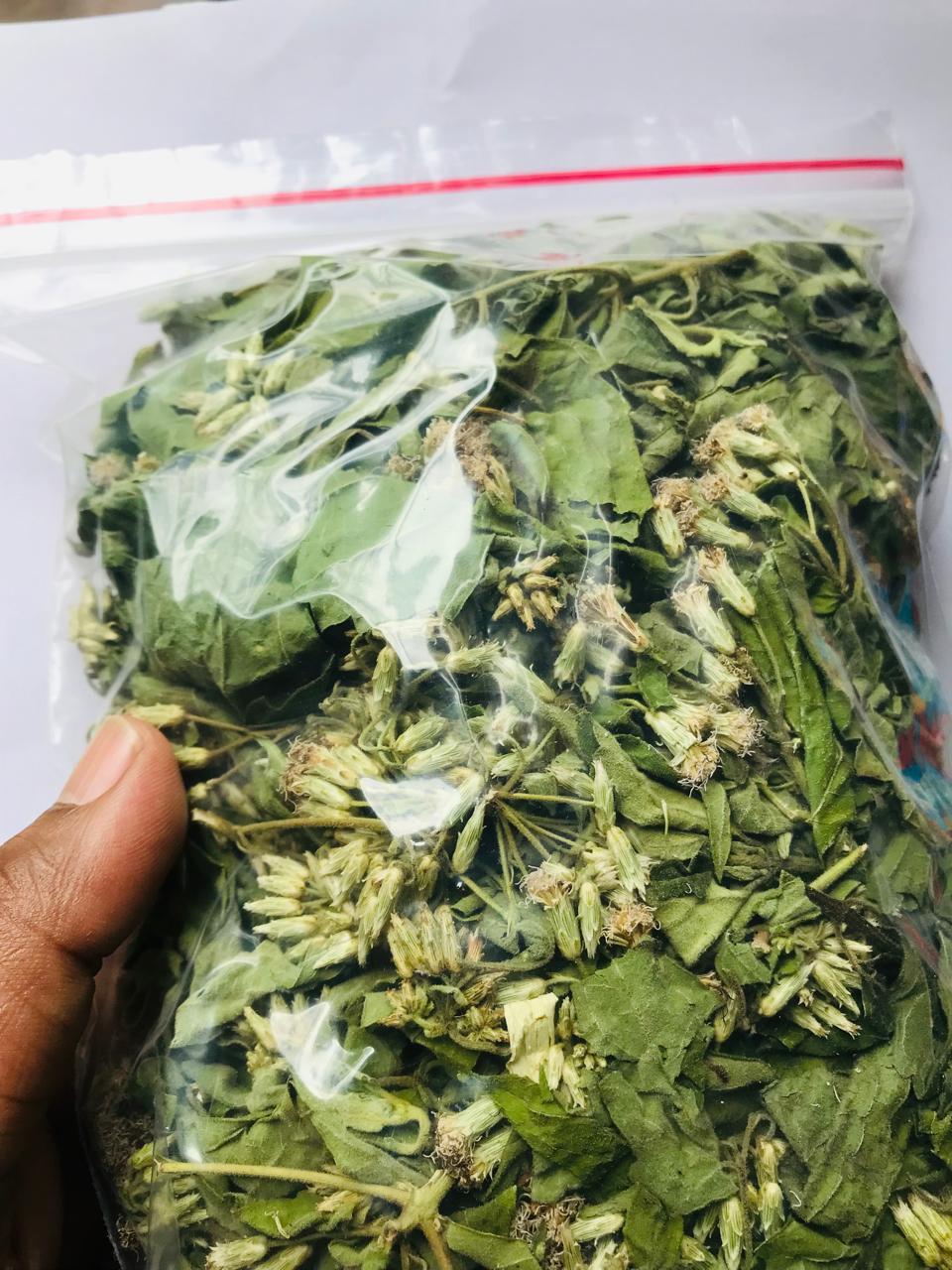 Ceylon Calea Zacatechichi 1kg Mexican Dream Herbs 100% Organic Herbal Tea