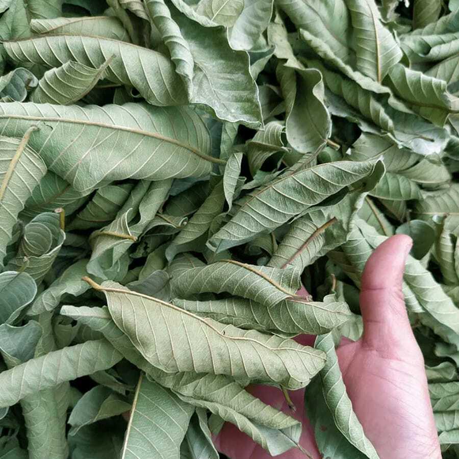 Dried guava leaf organic tea 100% Natural guava leaves and powder