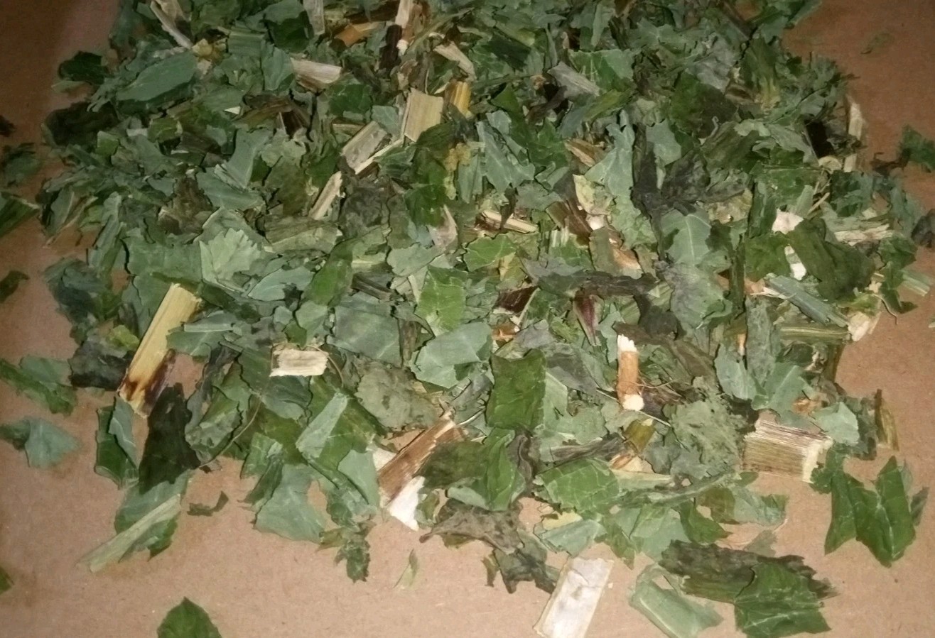 1 Cup Dried Wild Lettuce Whole Plant(Lactuca Virosa)For Tea or Tincture.US grown