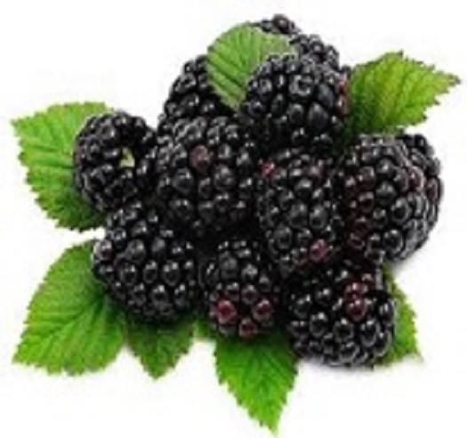 Oolong Blackberry Flavored Leaf tea. 8oz