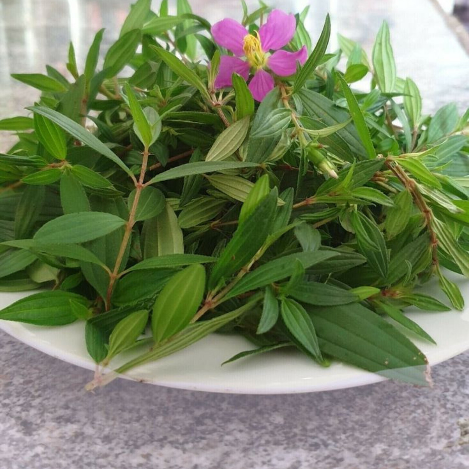 Organic Dried Heen Bovitiya (Osbeckia octandra) Ayurvedic Leaves Tea Bags 10pcs