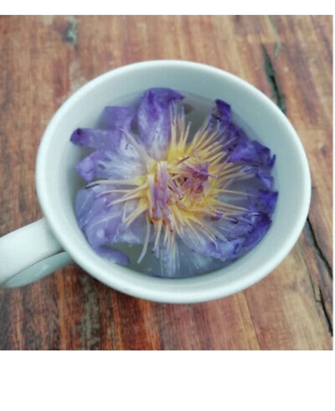 Blue Lotus (Nymphaea Caerulea) herbal tea – Bulk