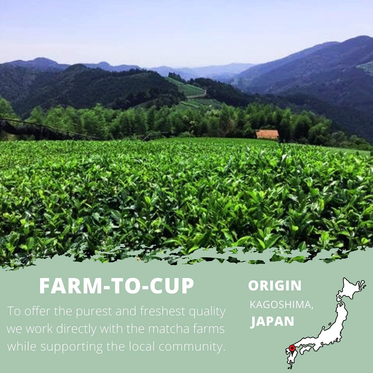 Matcha Green Tea Powder, Ceremonial Grade, Farm to Cup in small batches strai…