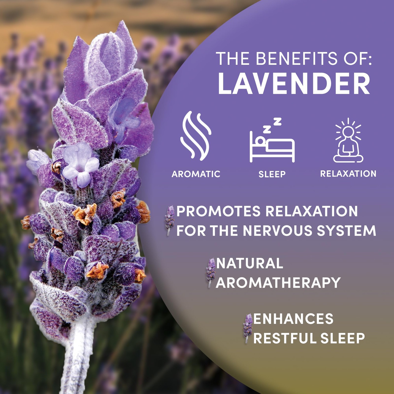 Worldwide Botanicals Organic Lavender Flowers, 1 lb, Pure European Lavender b…