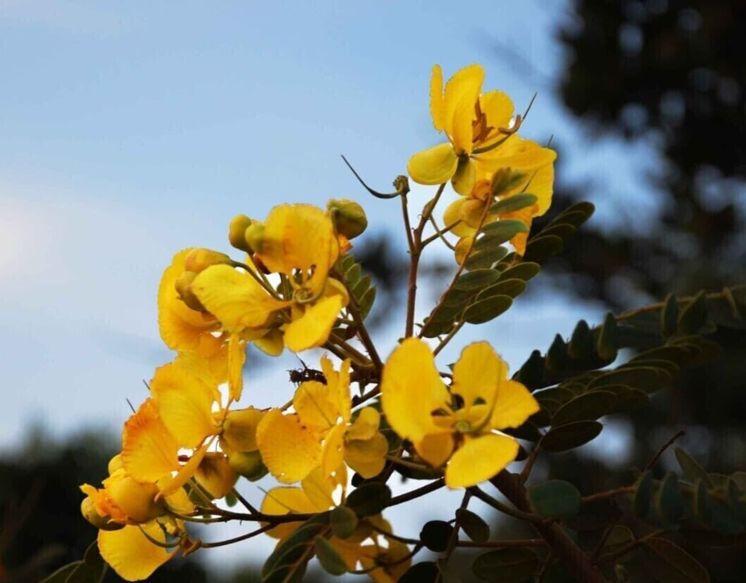 Ranawara Mal (Matura Tea) cassia auriculata Tea 100g