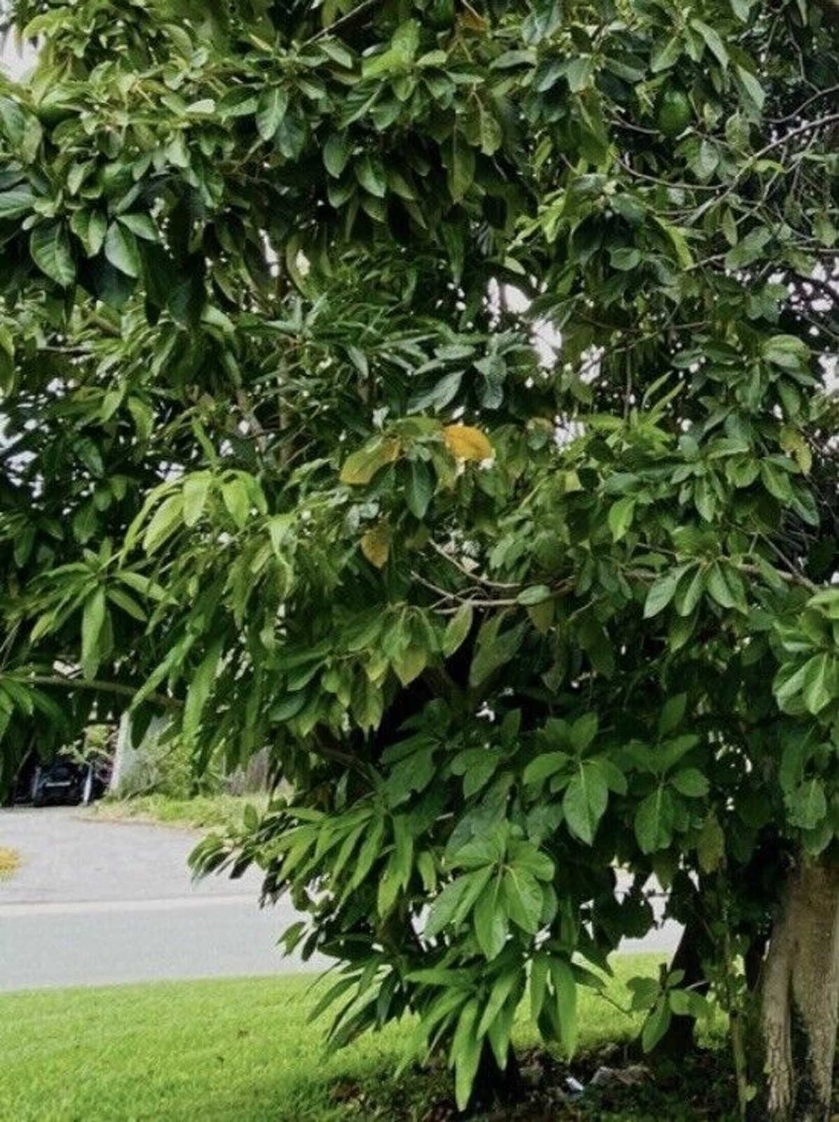 16 Fresh Avocado Leaf For Herbal Tea Organically Grown No Pesticides Home-grown