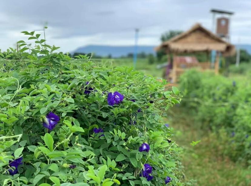 Blue Tea Butterfly Pea Flower Clitoria Ternatea Herbal Tea/ Blue Drink / NON_GMO