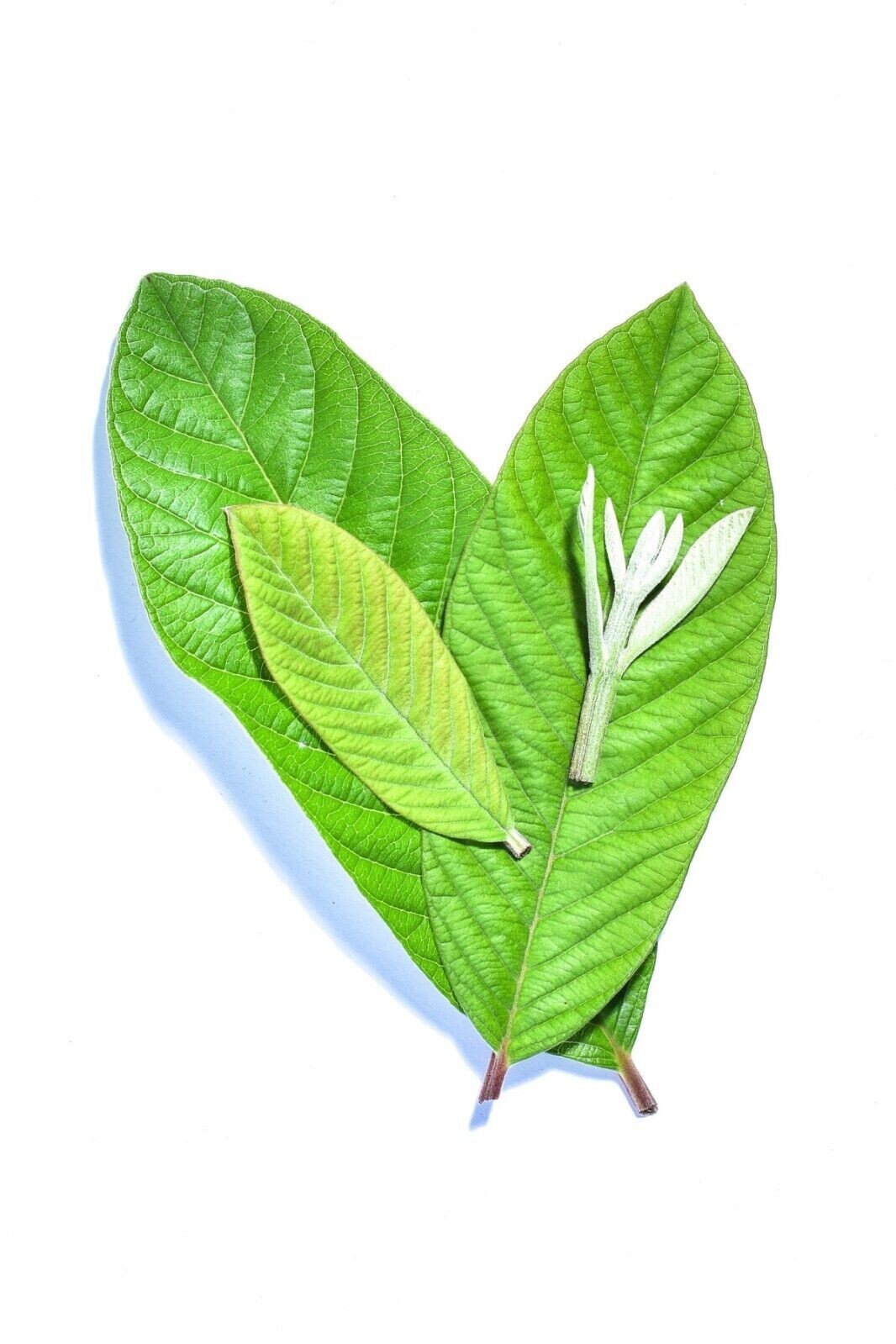 Organic Garden 30 Guava Leaves Fresh Green Dried Antidiabetic Anti Hair Lo
