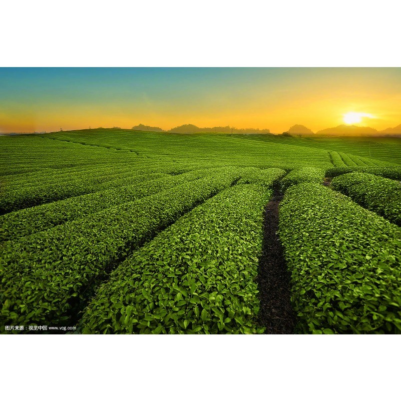 200g Promotion Ripe Pu’er Chinese Puer Tea Brick tea Old Shu Pu-erh Ancient Tree