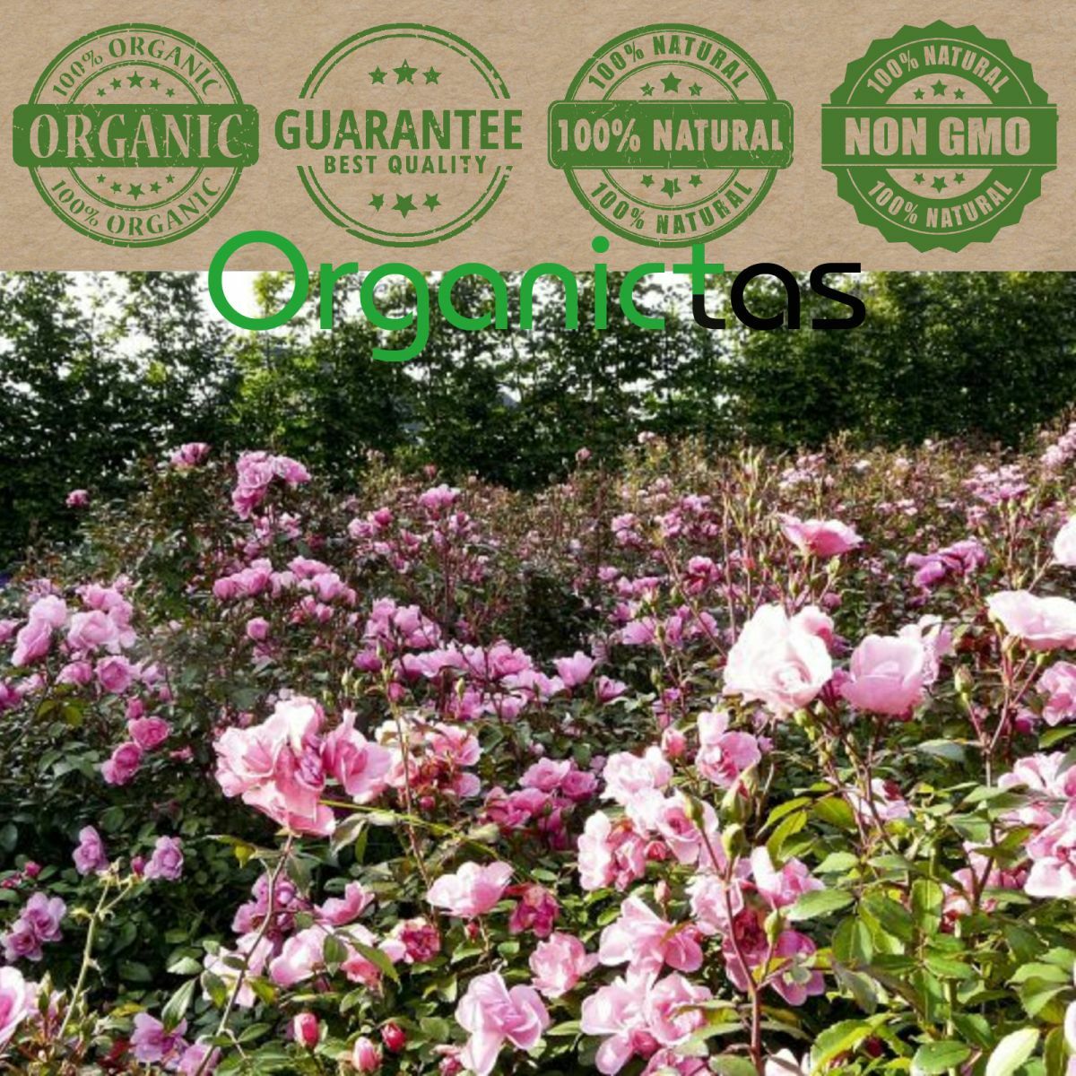 ROSE FLOWER PETALS Tea Organic Edible Infusion Culinary Premium Quality 50/100g