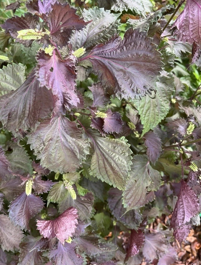 Dried Purple Shiso/ Perilla 2025 Harvest 6 oz Ready for Use 干紫苏叶