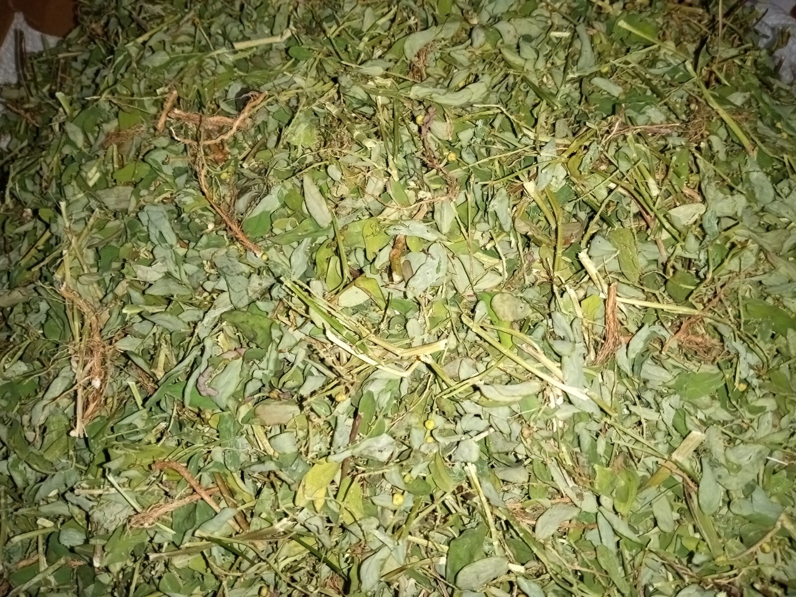 1 Cup Air Dried Stone breaker/Chamber Bitter/Chanca Piedra Herbal Tea.US grown.