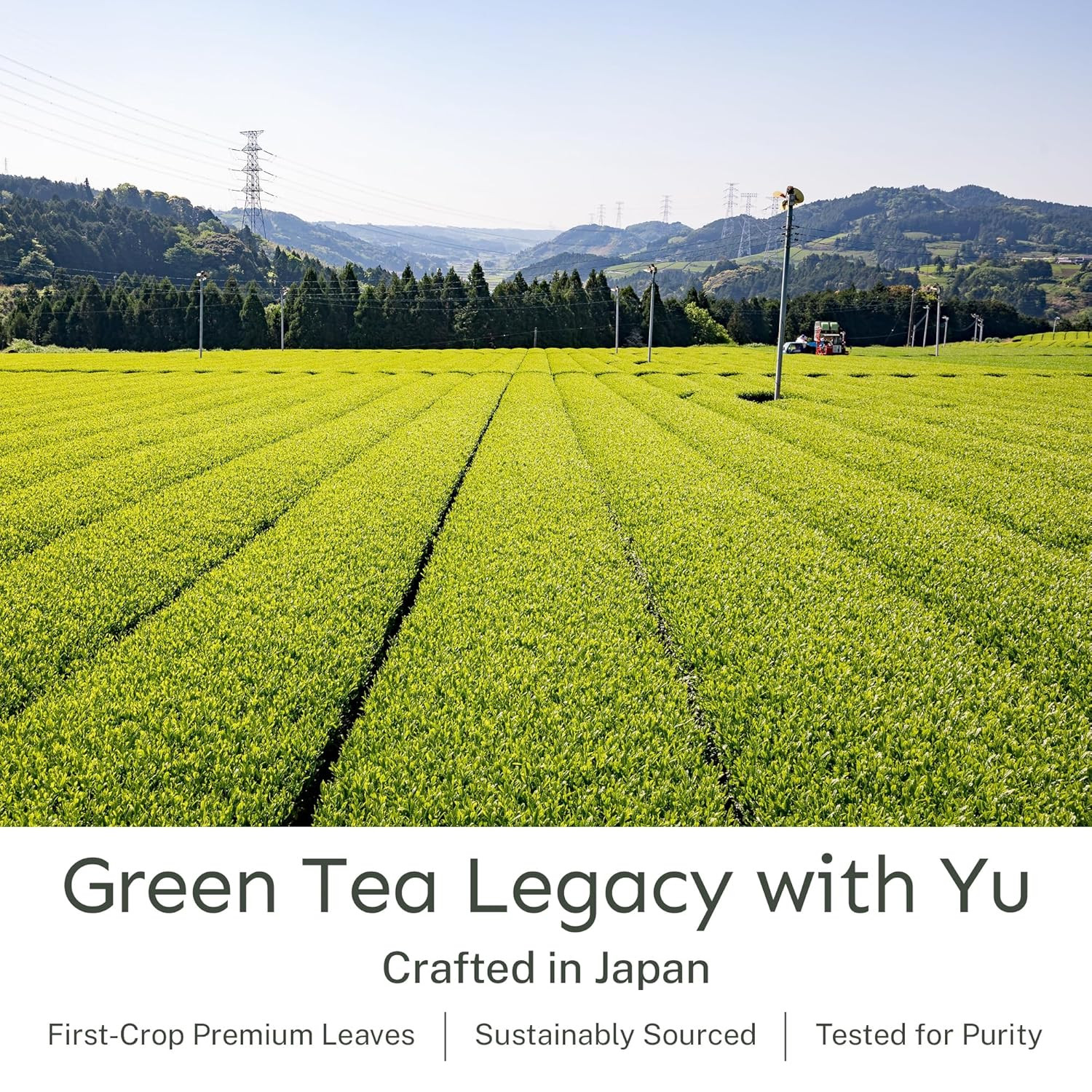 Organic Genmaicha & Sencha Green Tea Powder – 175 Servings, Resealable Pouch