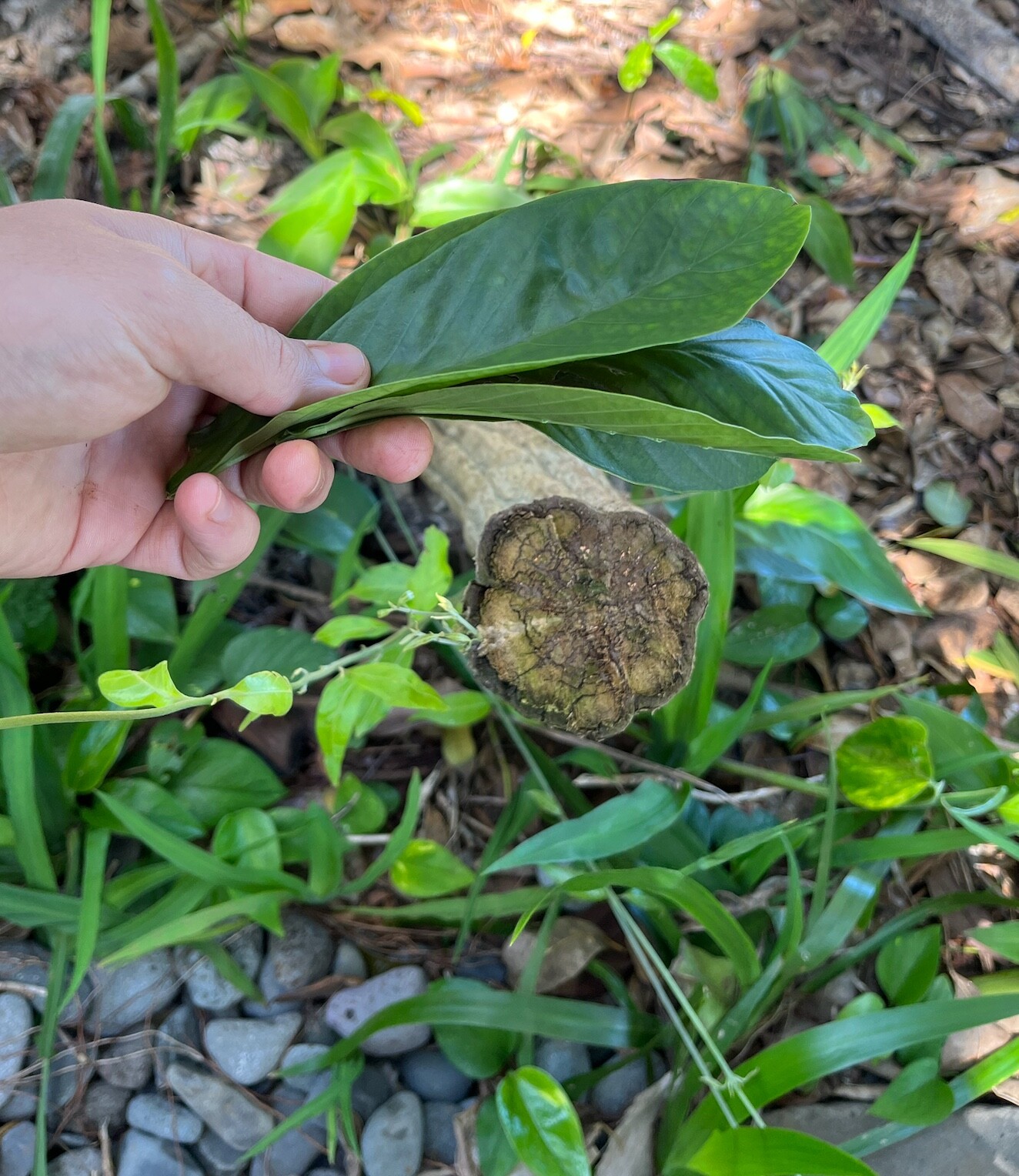 75+ Leaves for Structure Shift