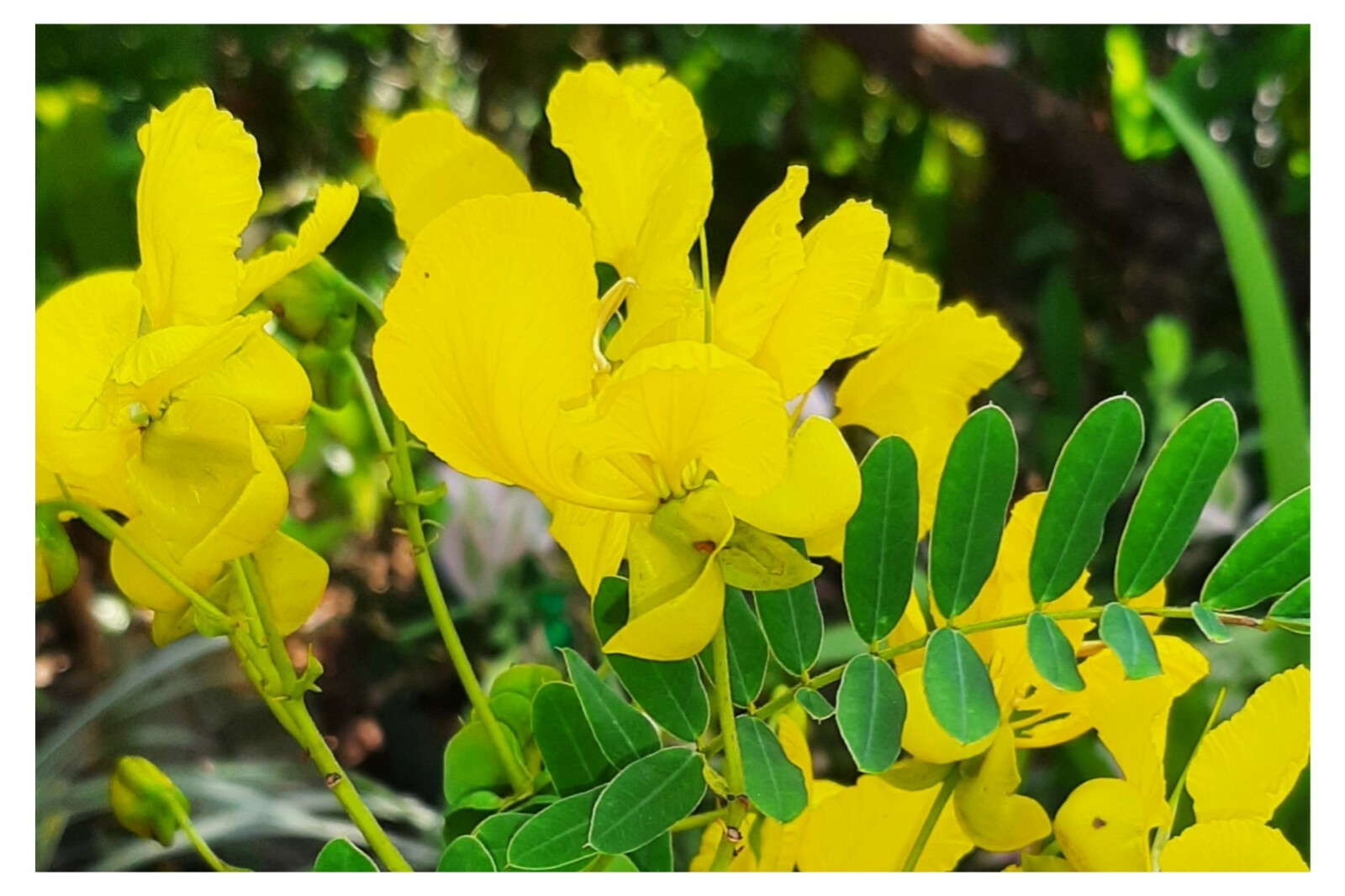 Herbal Ceylon Tea Ranawara Mal (Cassia auriculata) 100% Natural Flower