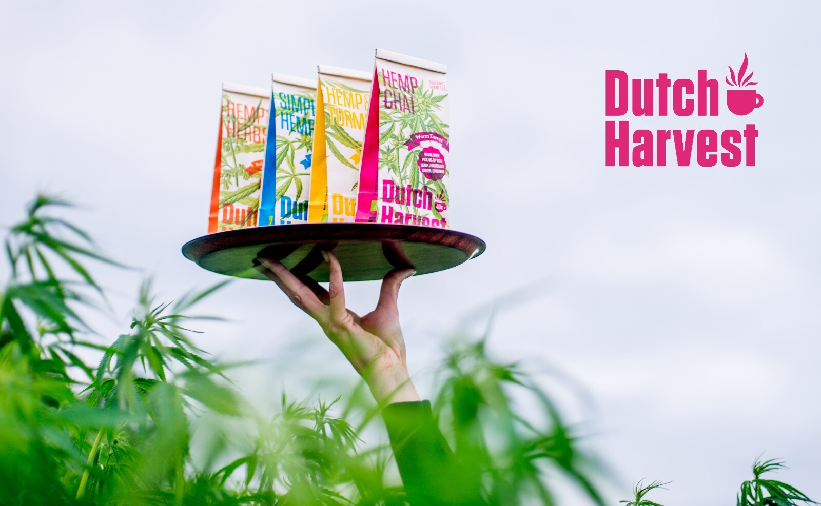 Dutch Harvest – HEMP CHAI – A warm, spicy pick-me-up – Organic 