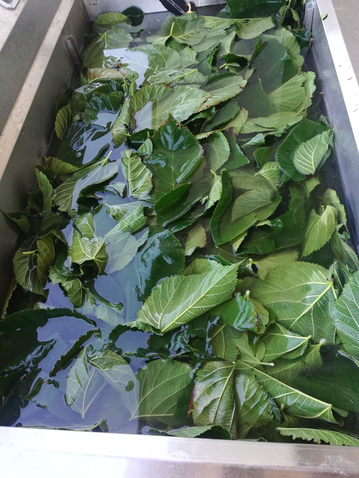 Mulberry Leaf Tea (4oz/113g) Grown Made Packed in Brentwood Rare Fruit Farm, CA