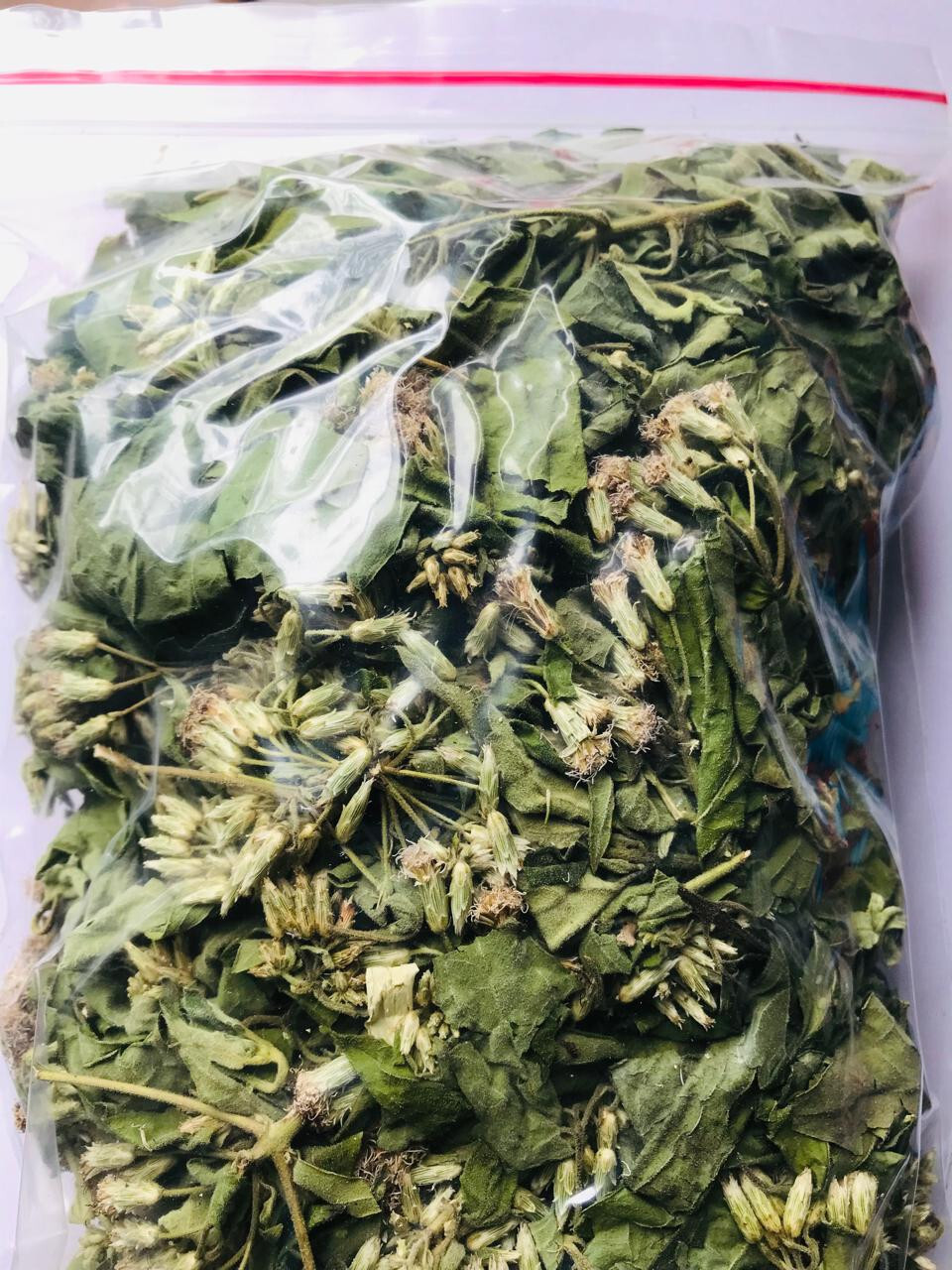 Ceylon Calea Zacatechichi Mexican Dream Herb 100% Organic Pure Herbal Tea