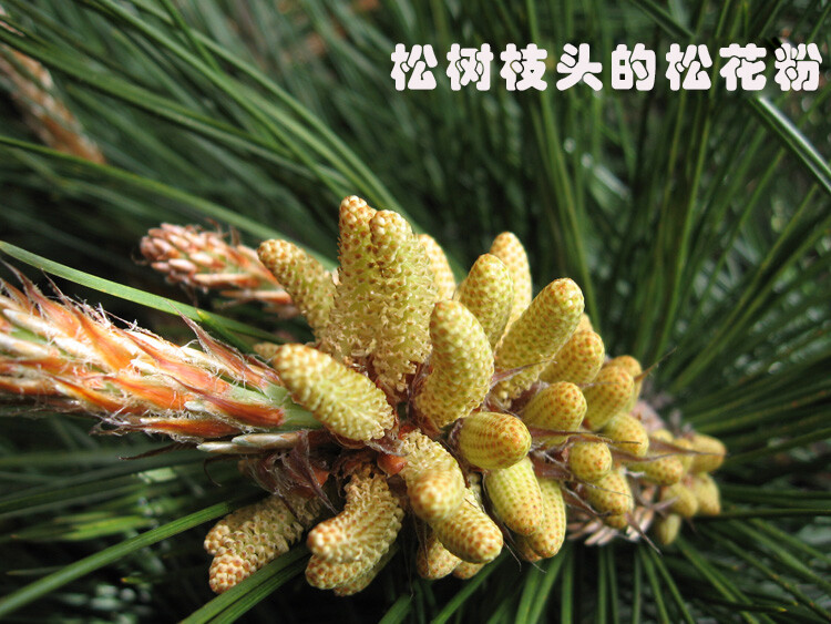 Pine Needle Tea – 100% Pure Natural Dried Masson Pine Needles Herbal Tea