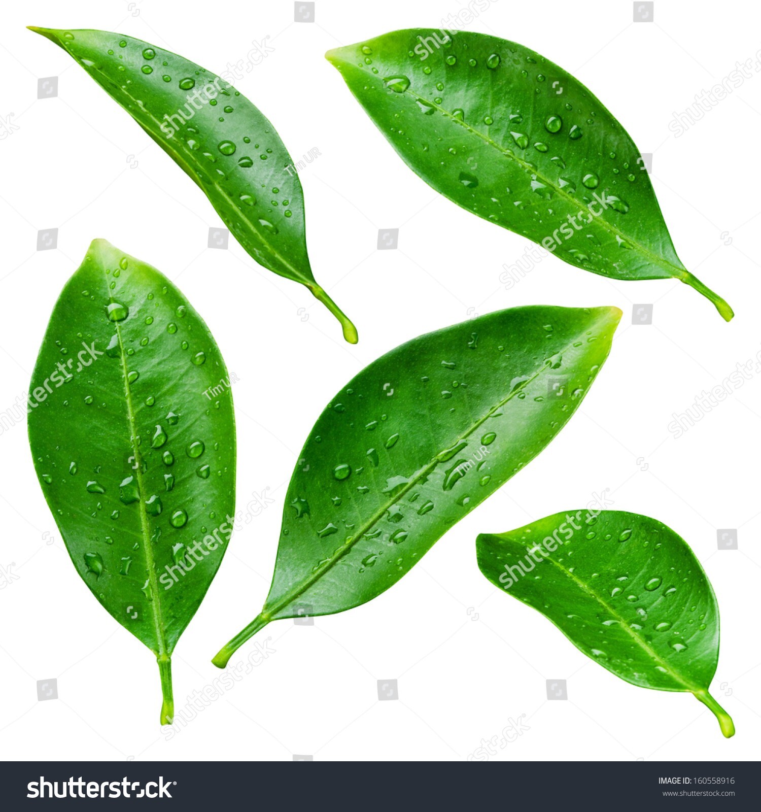 Orange Green Leaves Dried Tea Purple Tangerine Flowers Leaf XinHui Peel Canna