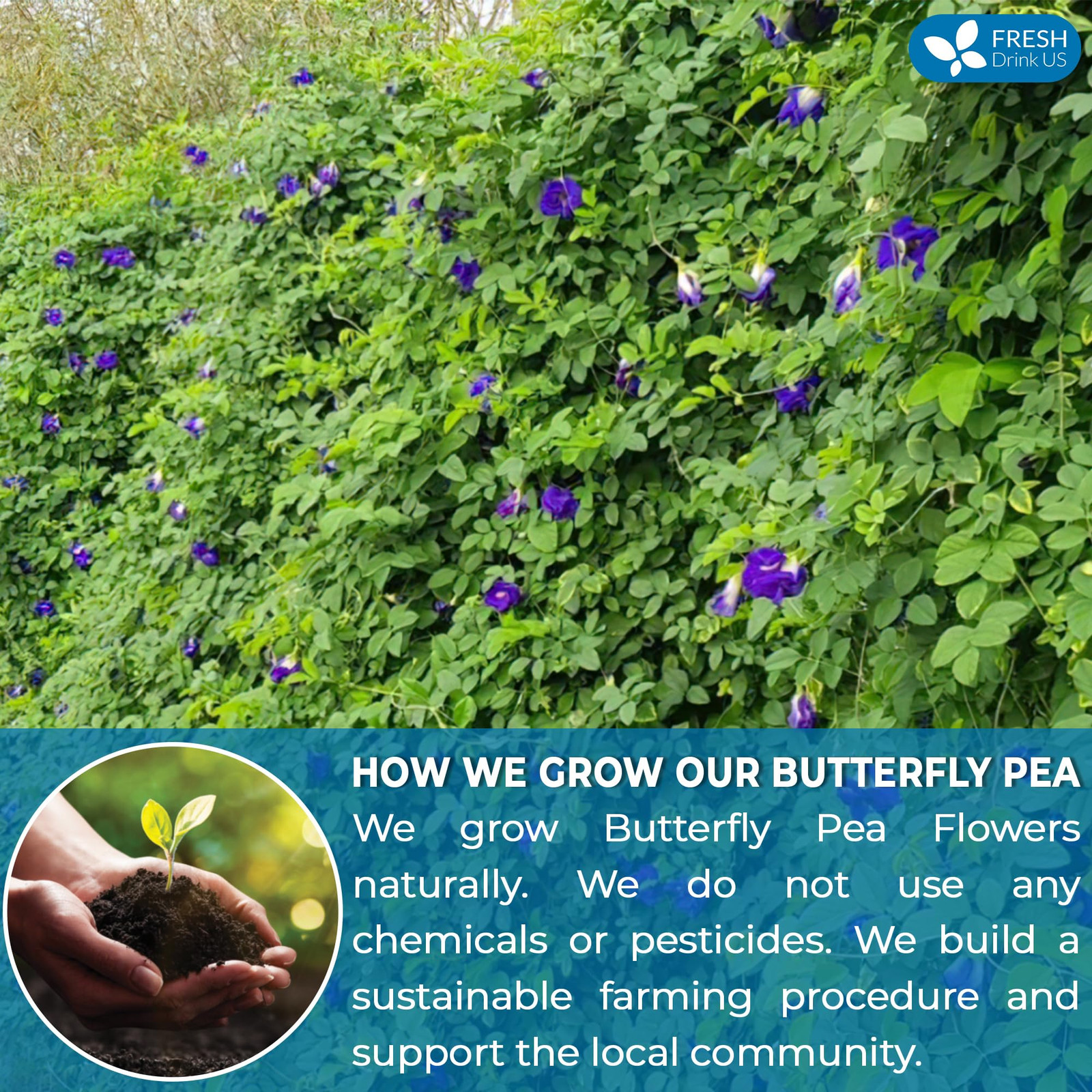 , Premium 100 Blue Butterfly Pea Flowers Tea Bags, 100% Natural and Pure from…