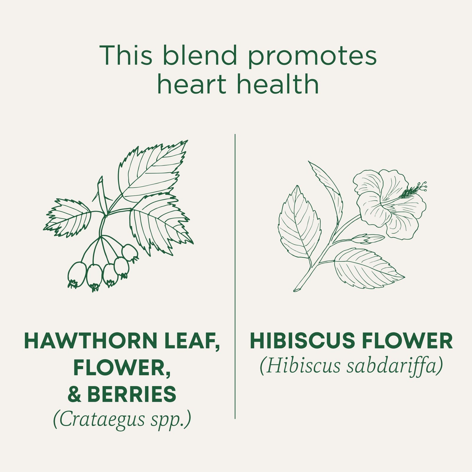 Traditional Medicinals Tea, 96 Count (Pack of 6), Hawthorne With Hibiscus