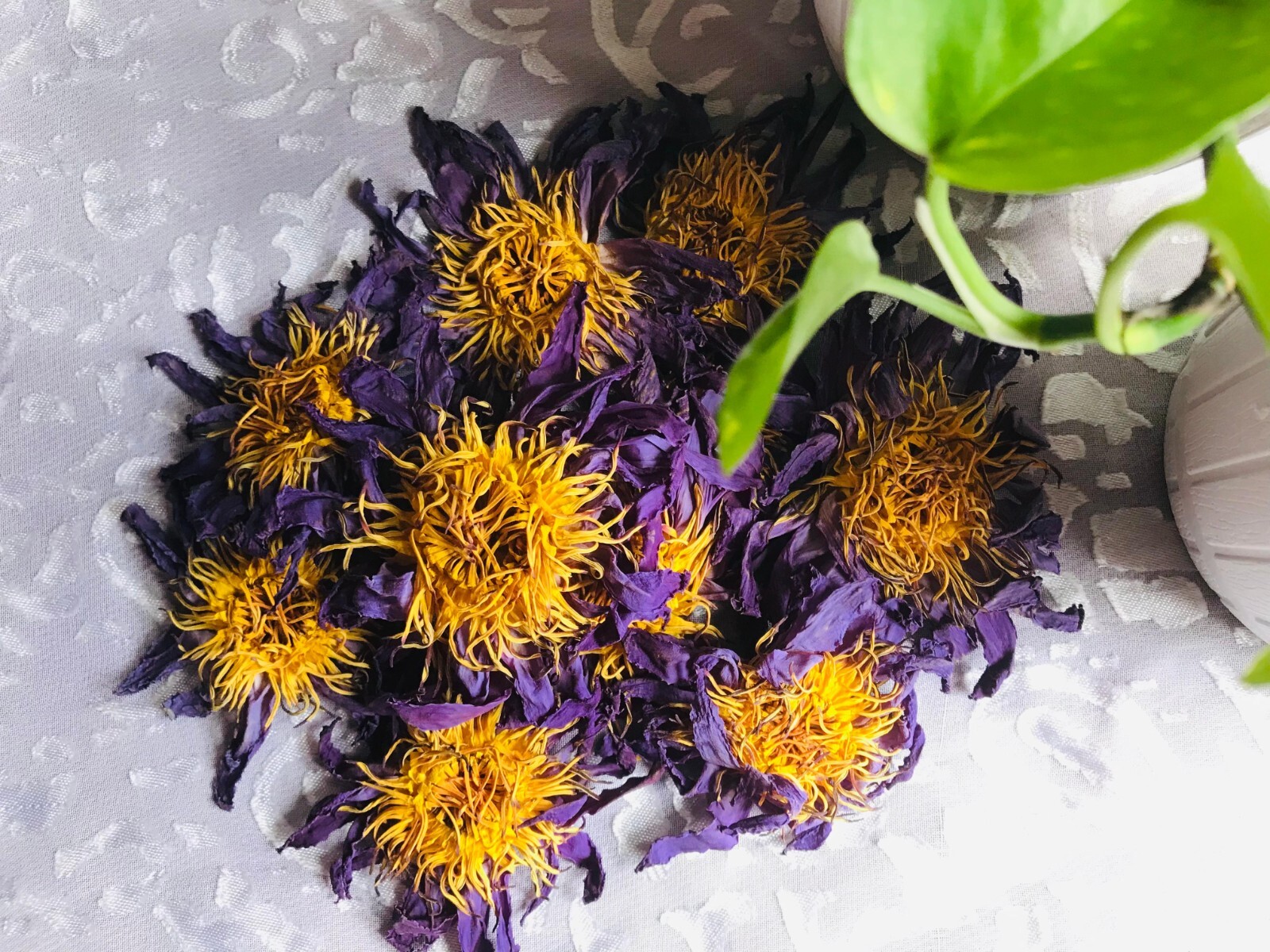 Dried BLUE LOTUS nymphaea caerulea Egyptian Organic Whole Flowers Herbal Tea