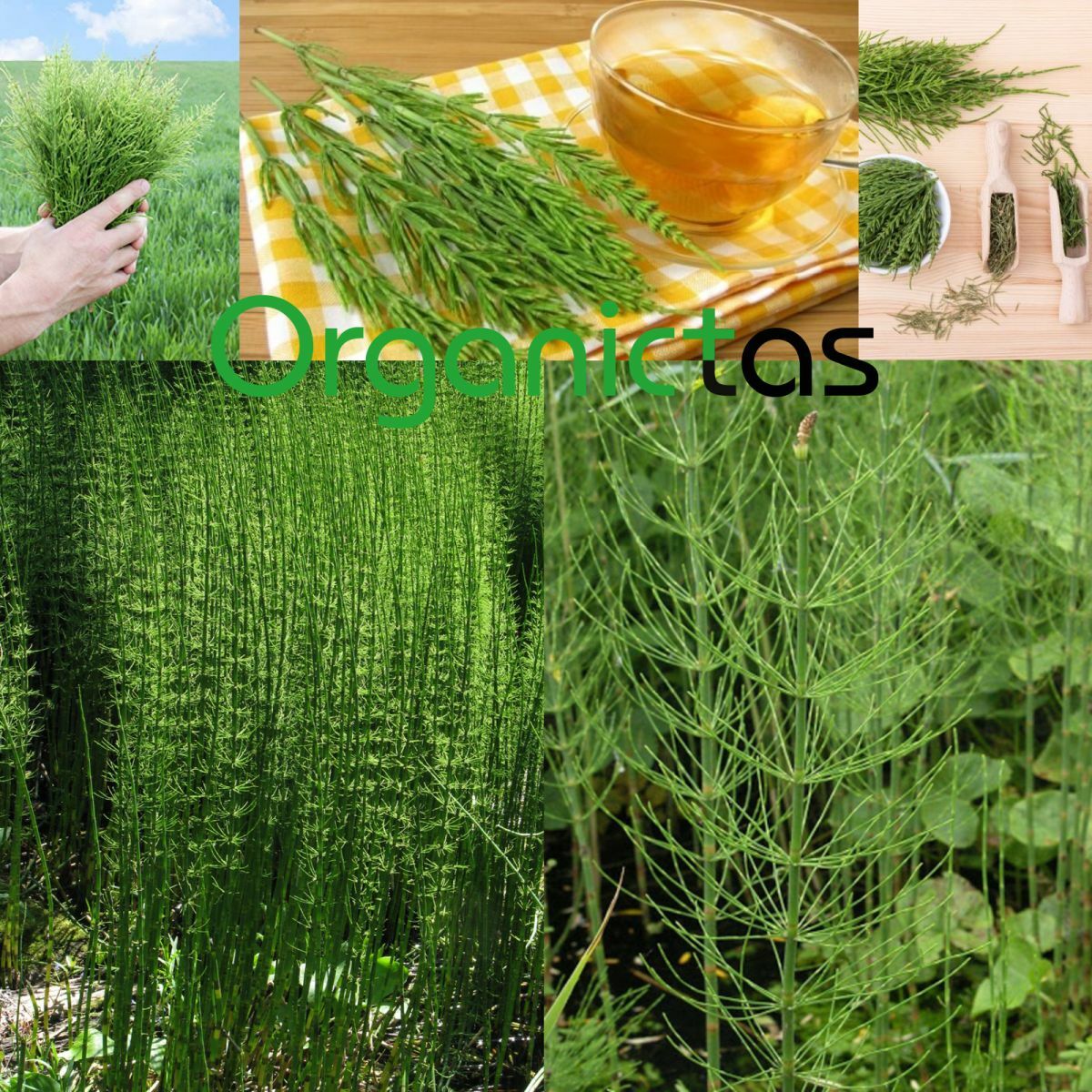 HORSETAIL Tea Organic Dried Cut Loose Wild Harvested Premium Herbal Quality